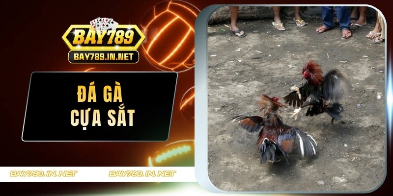 Đá gà cựa sắt